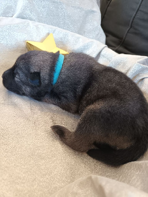 CHIOT