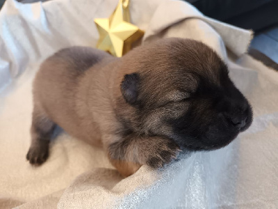 CHIOT
