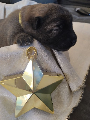 CHIOT