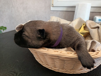 CHIOT